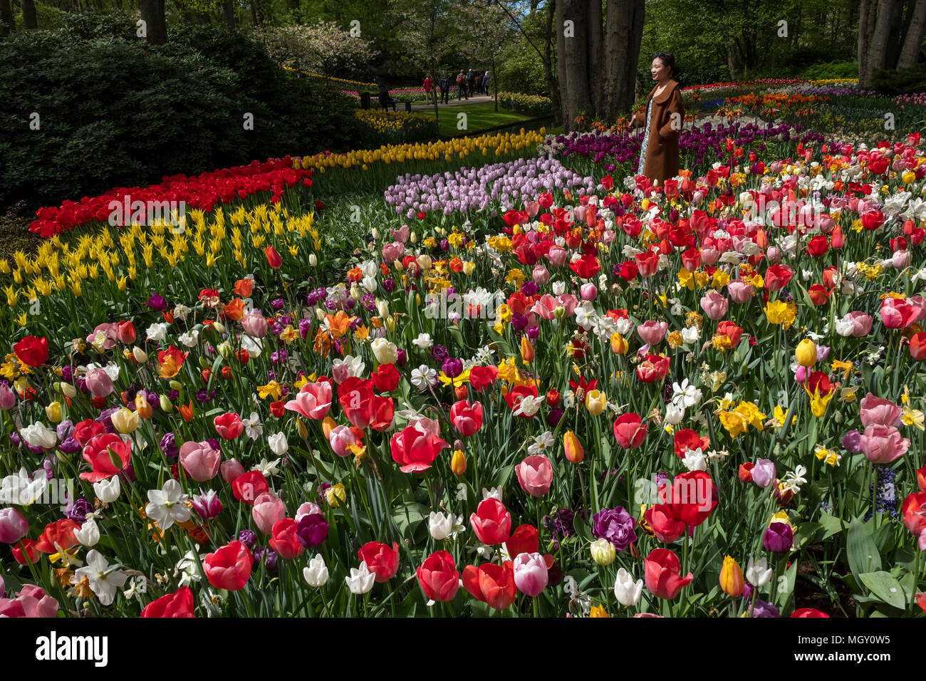 Floral spectacle in the largest garden in the world, the Keukenhof park