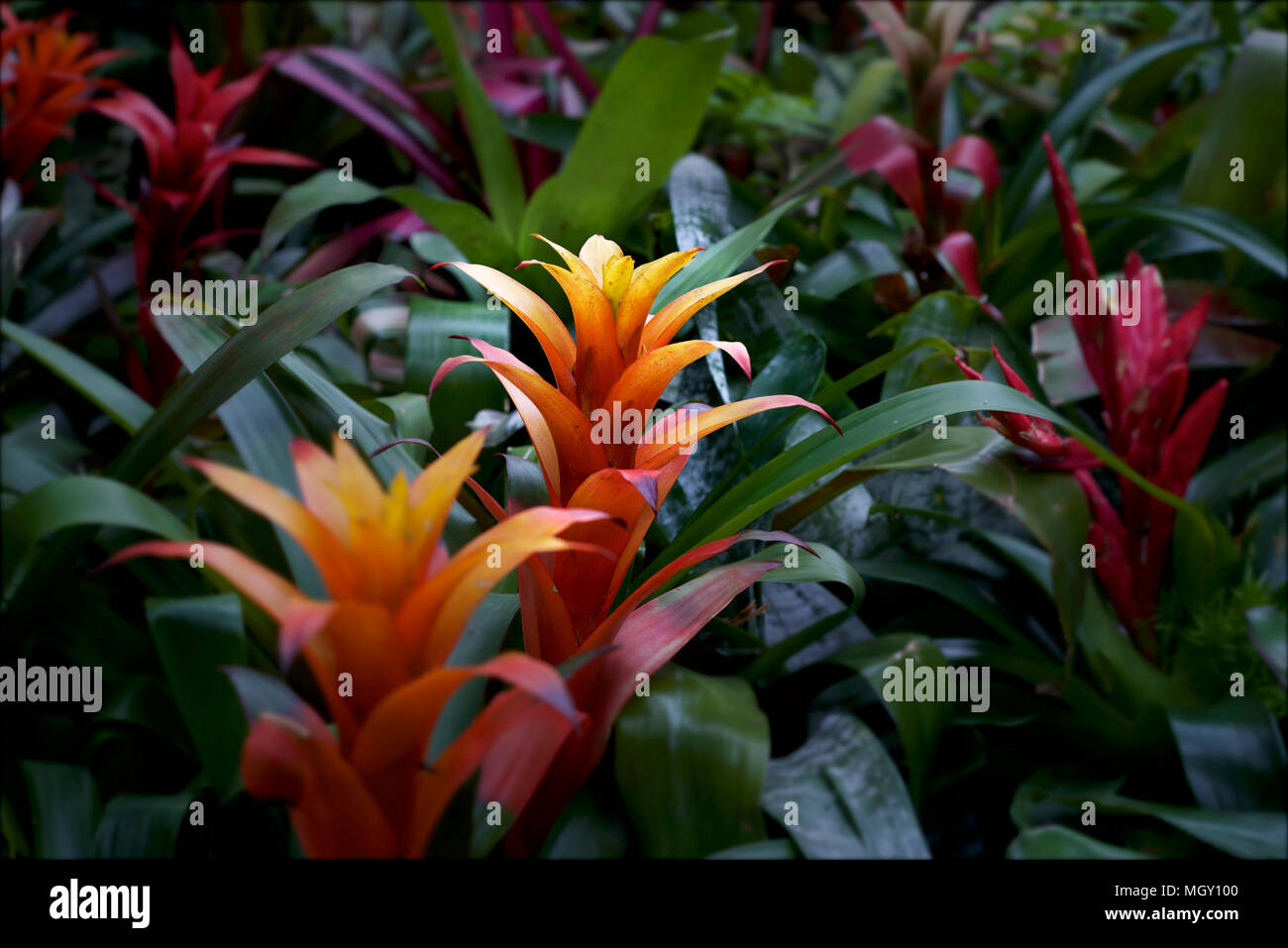 Plants and flowers bloom inside a conservatory, Toronto, Ontario