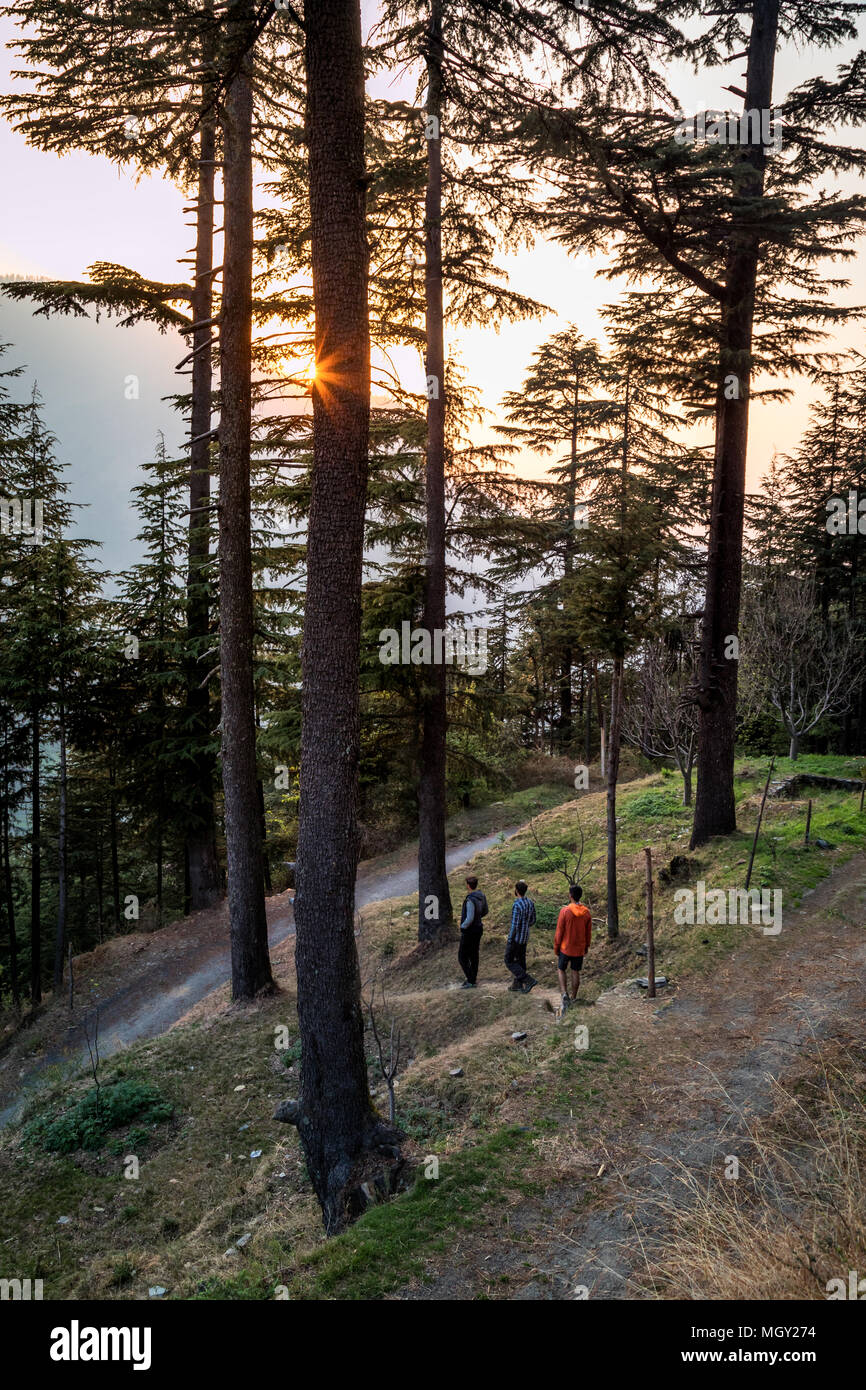 Sun setting between the trees in the tiny Himalayan village of Lagga, located in Chamba Stock Photo