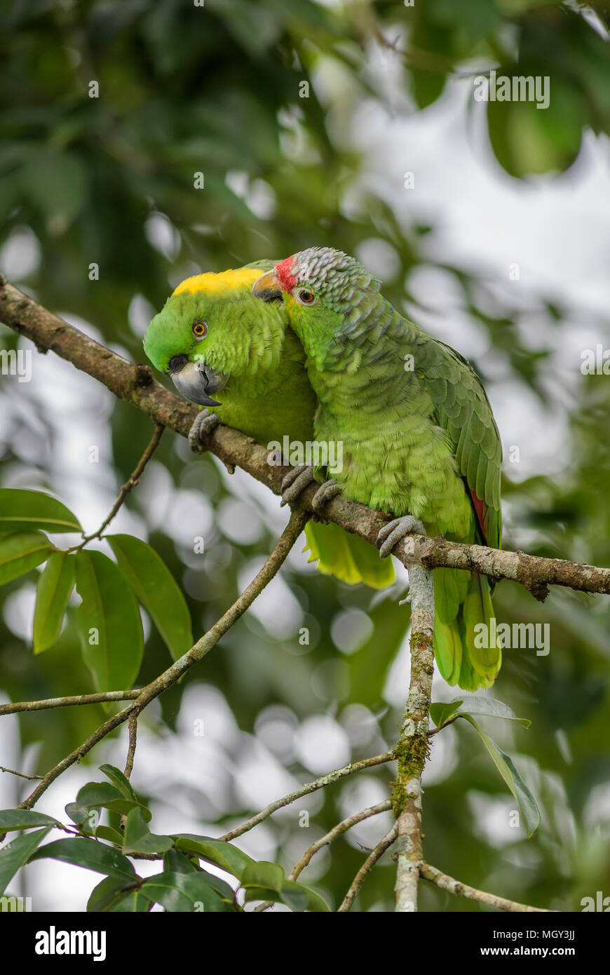 Red-lored Parrot - Amazona autumnalis, beautiful green parrot from Central America forests, Costa Rica. Stock Photo