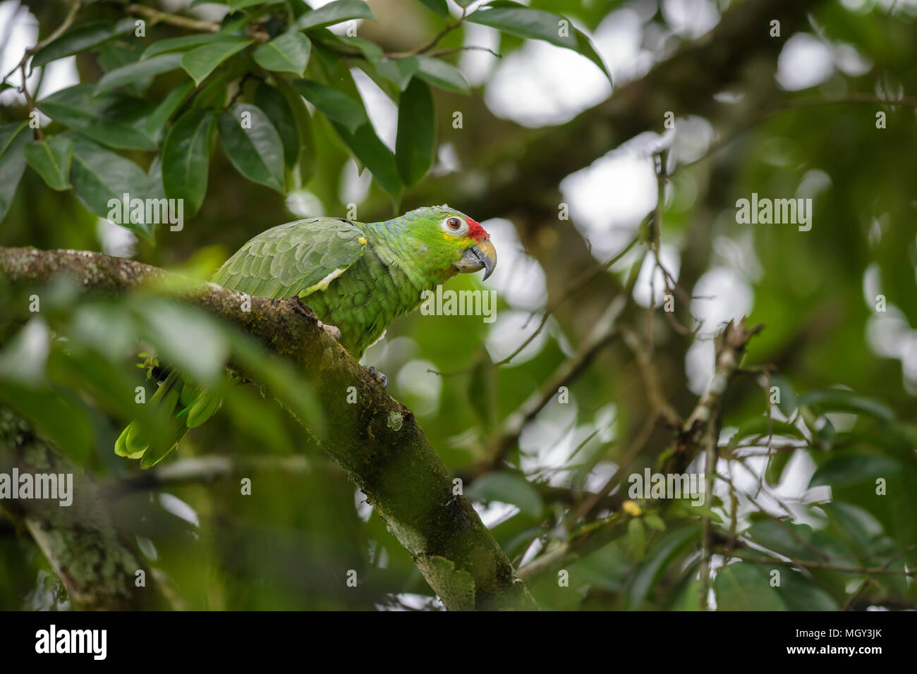 Red-lored Parrot - Amazona autumnalis, beautiful green parrot from Central America forests, Costa Rica. Stock Photo
