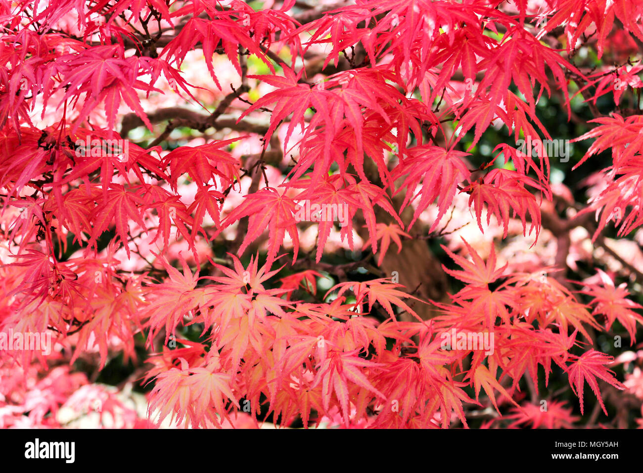 Japanese maple bonsai tree acer hi-res stock photography and images - Alamy