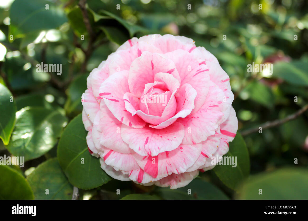 Pink camellia flower with green background Stock Photo - Alamy