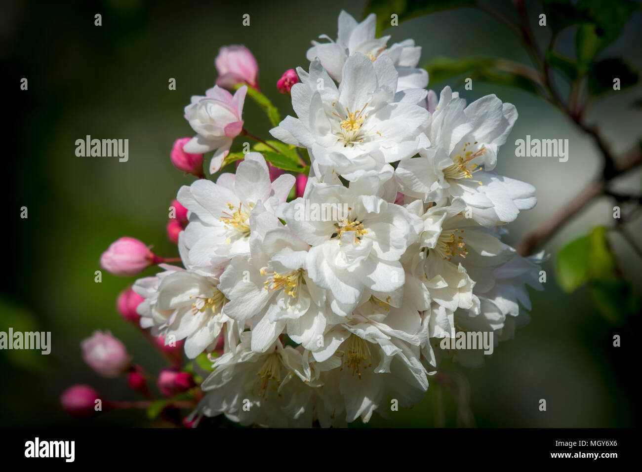 Flowering crab apple tree in bloom Stock Photo
