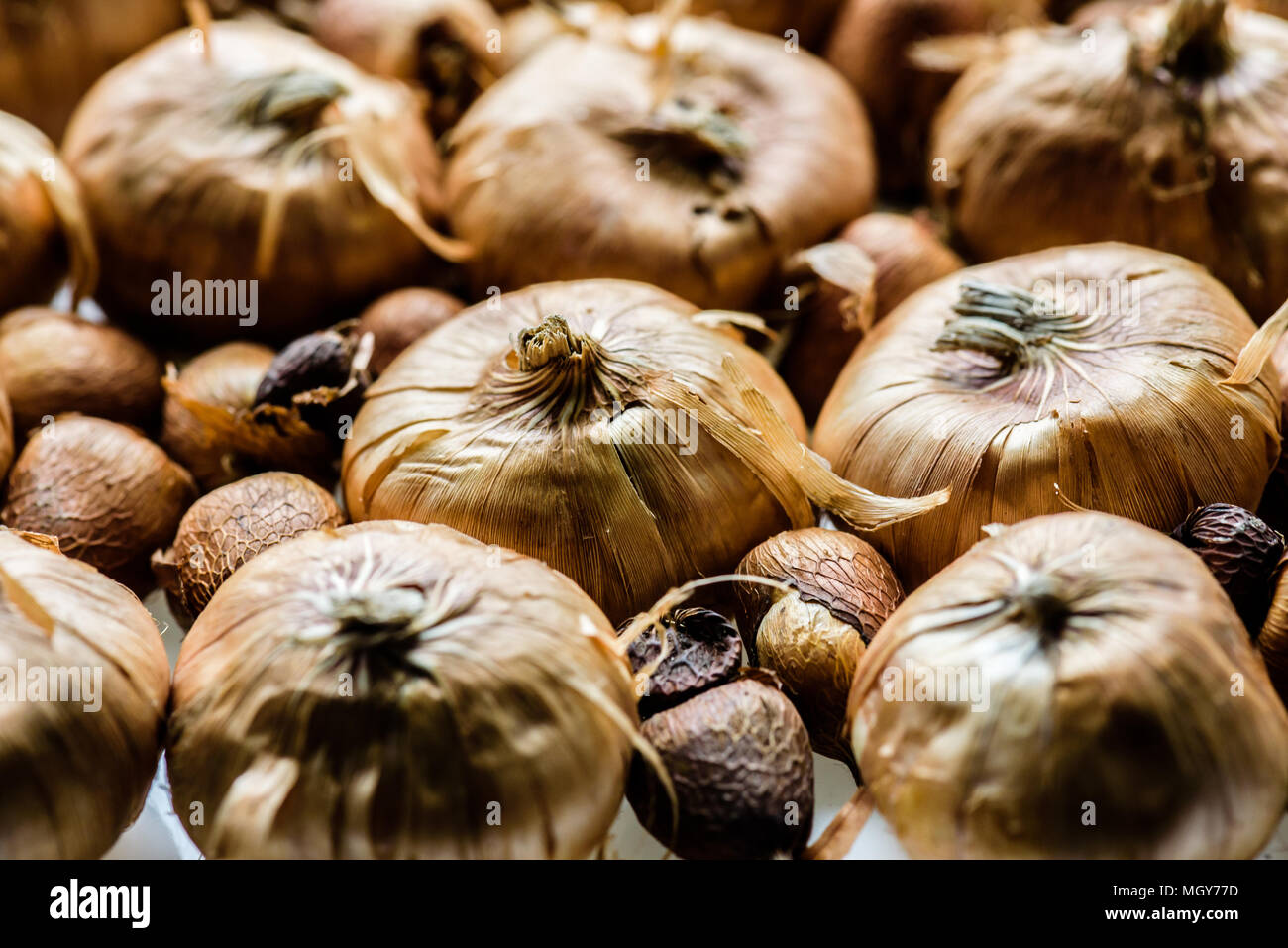 Flower bulbs hires stock photography and images Alamy