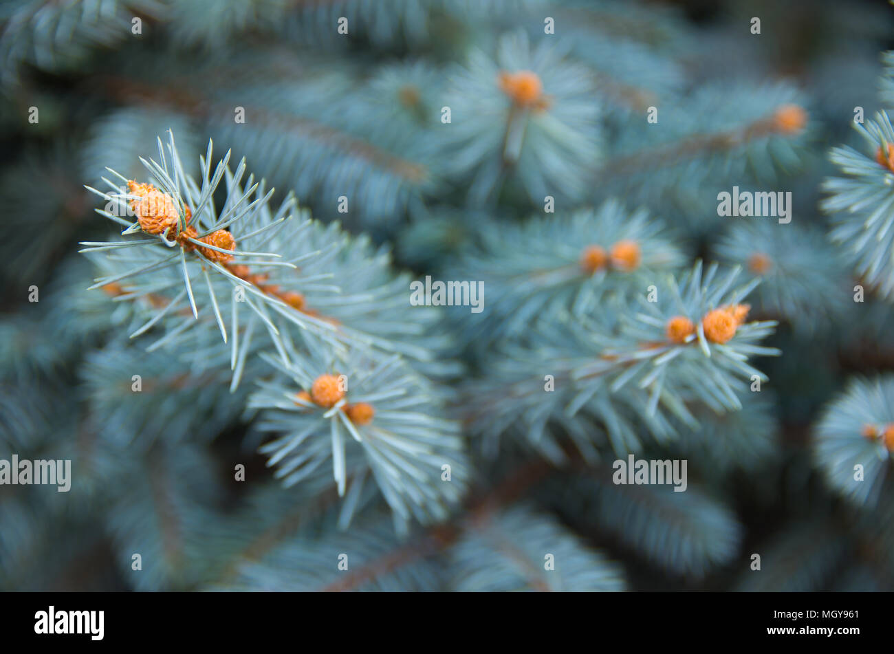 Blue Spruce, Picea pungens Stock Photo