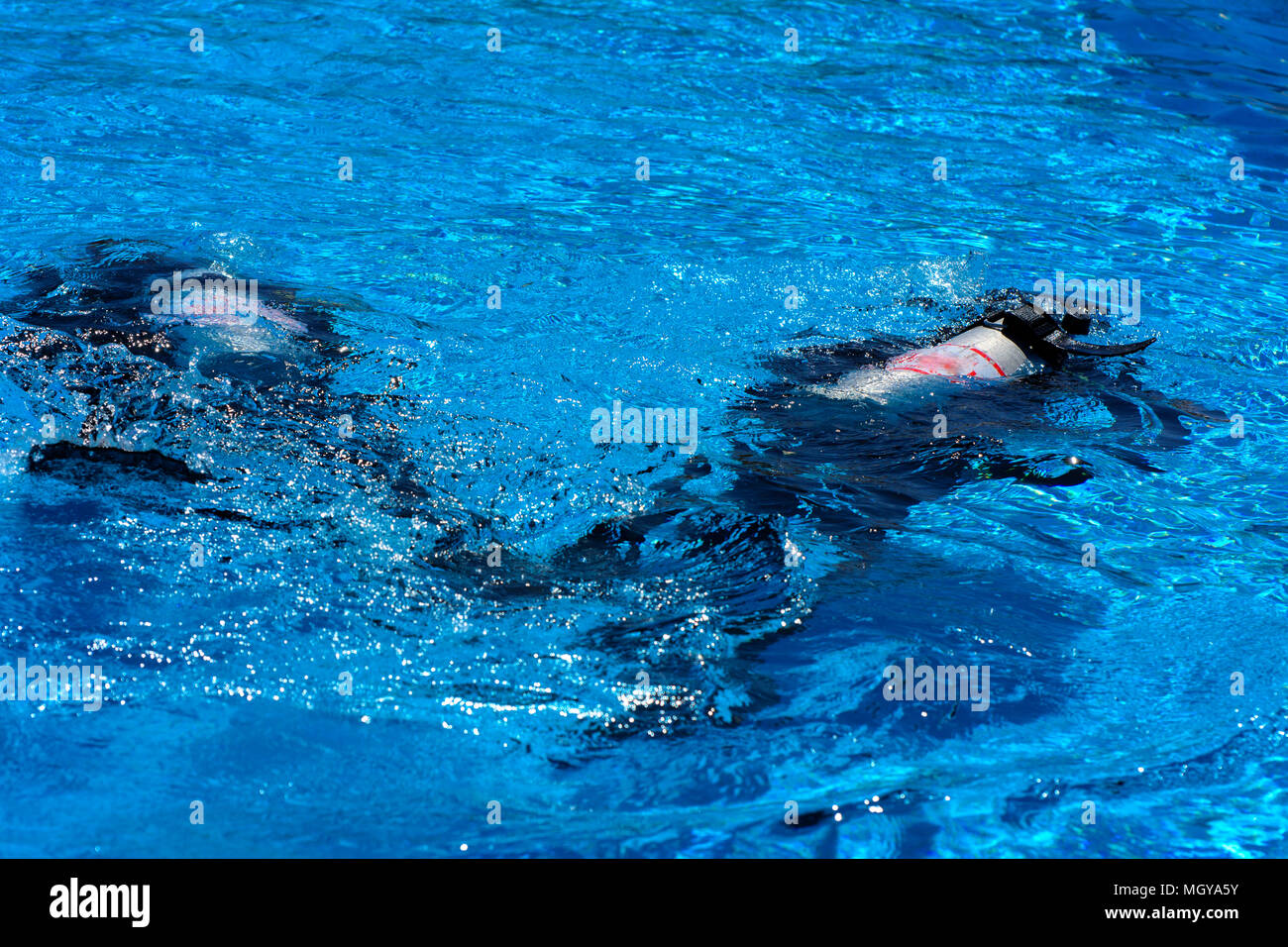 Divers sink in the pool. The teacher teaches the pupil the rules and