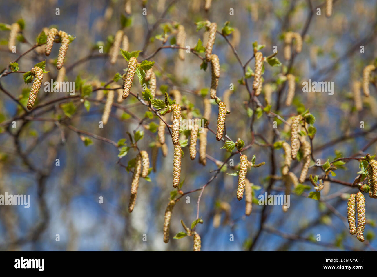 Swedish birch hires stock photography and images Alamy