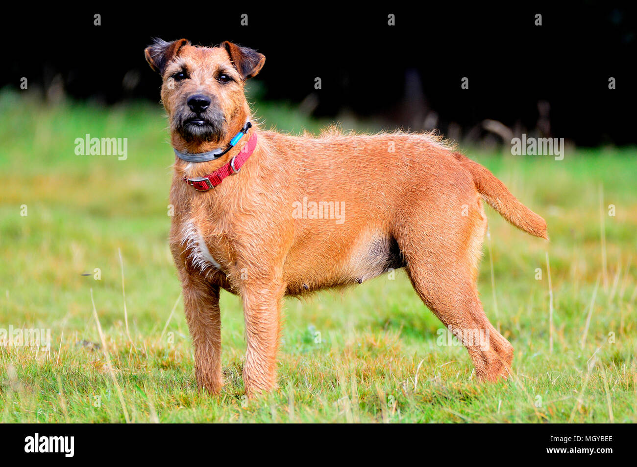 patterdale lakeland cross for sale