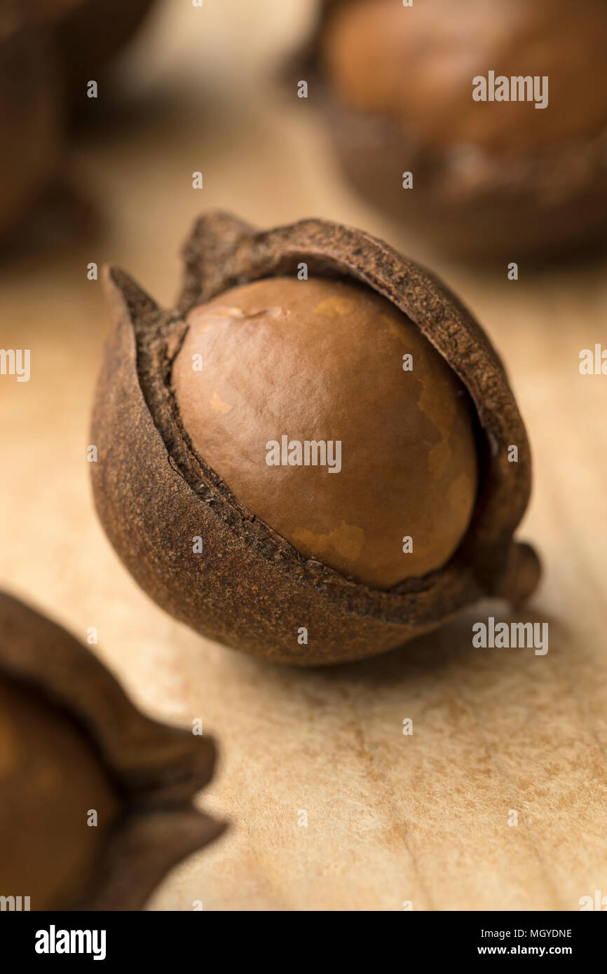 Single Austalian macadamia nut in the husk Stock Photo