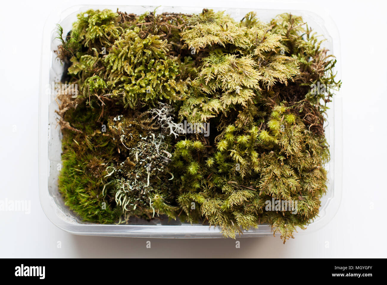Various mosses in plastic container isolated on white background from a ...