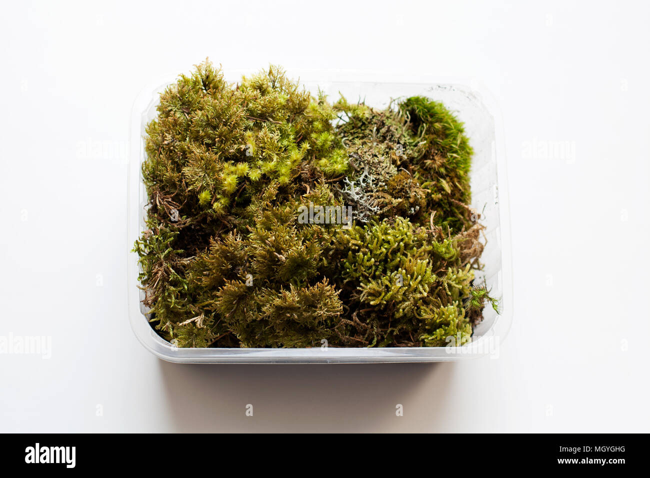 Different moss plants in plastic container isolated on white background from a high angle view Stock Photo