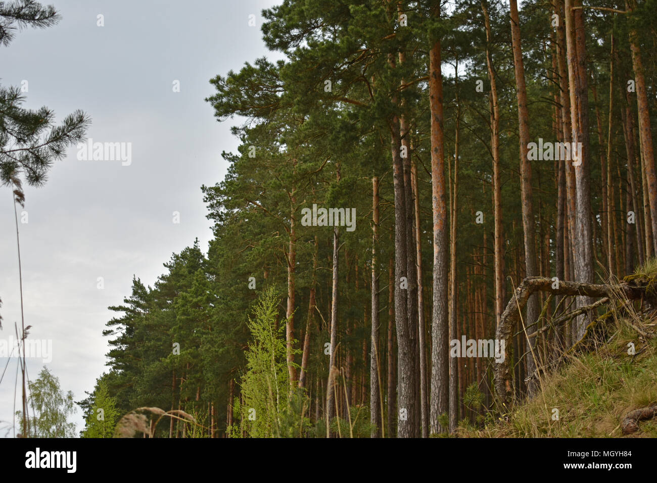 Line of pinetrees on hill facing lake. Stock Photo
