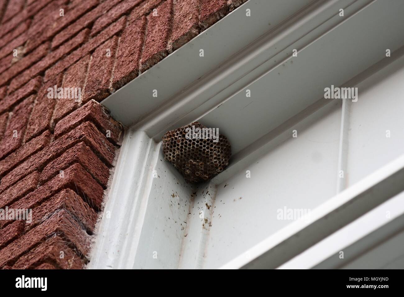 Wasp On Window High Resolution Stock Photography And Images Alamy