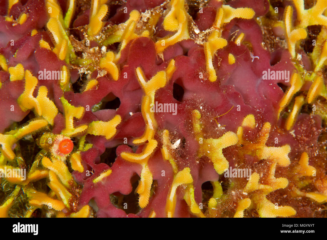 Underwater close-up of a bryozoa colony (Adeonella calveti) with fan worm (Serpula vermicularis) (Majorca, Balearic Islands, Mediterranean sea, Spain) Stock Photo