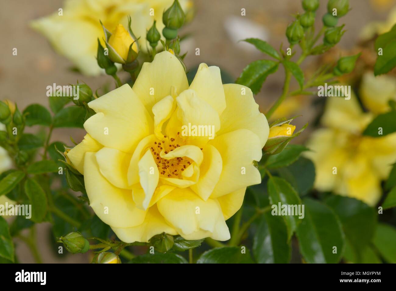 Rose Flower Carpet Gold Stock Photo Alamy