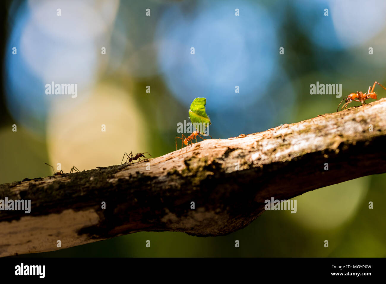 Ants are carrying on leaves Stock Photo