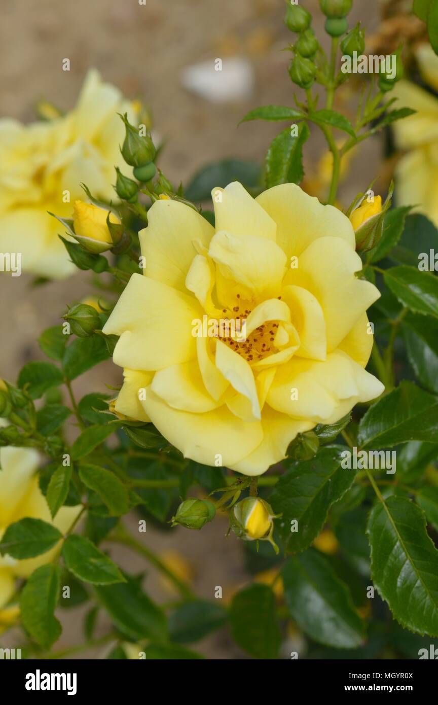 Rose Flower Carpet Gold Stock Photo Alamy