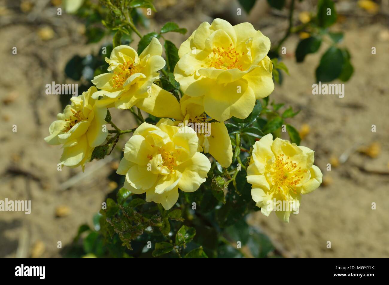 Rose Flower Carpet Gold Stock Photo Alamy