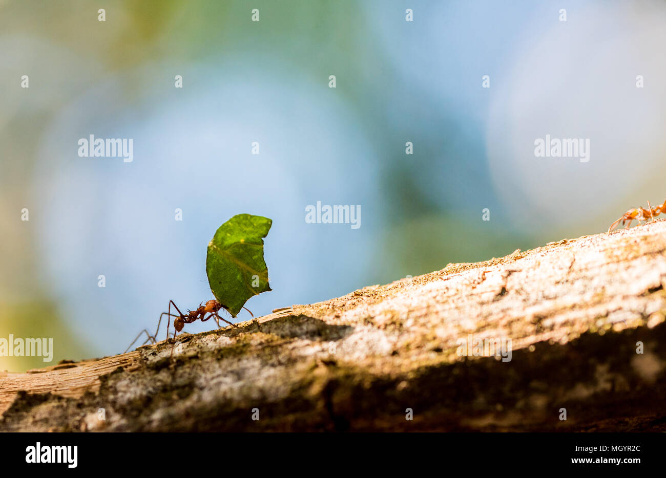 Ants are carrying on leaves Stock Photo