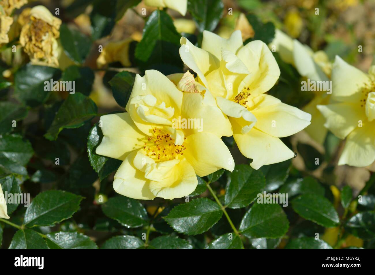 Rose Flower Carpet Gold Stock Photo Alamy