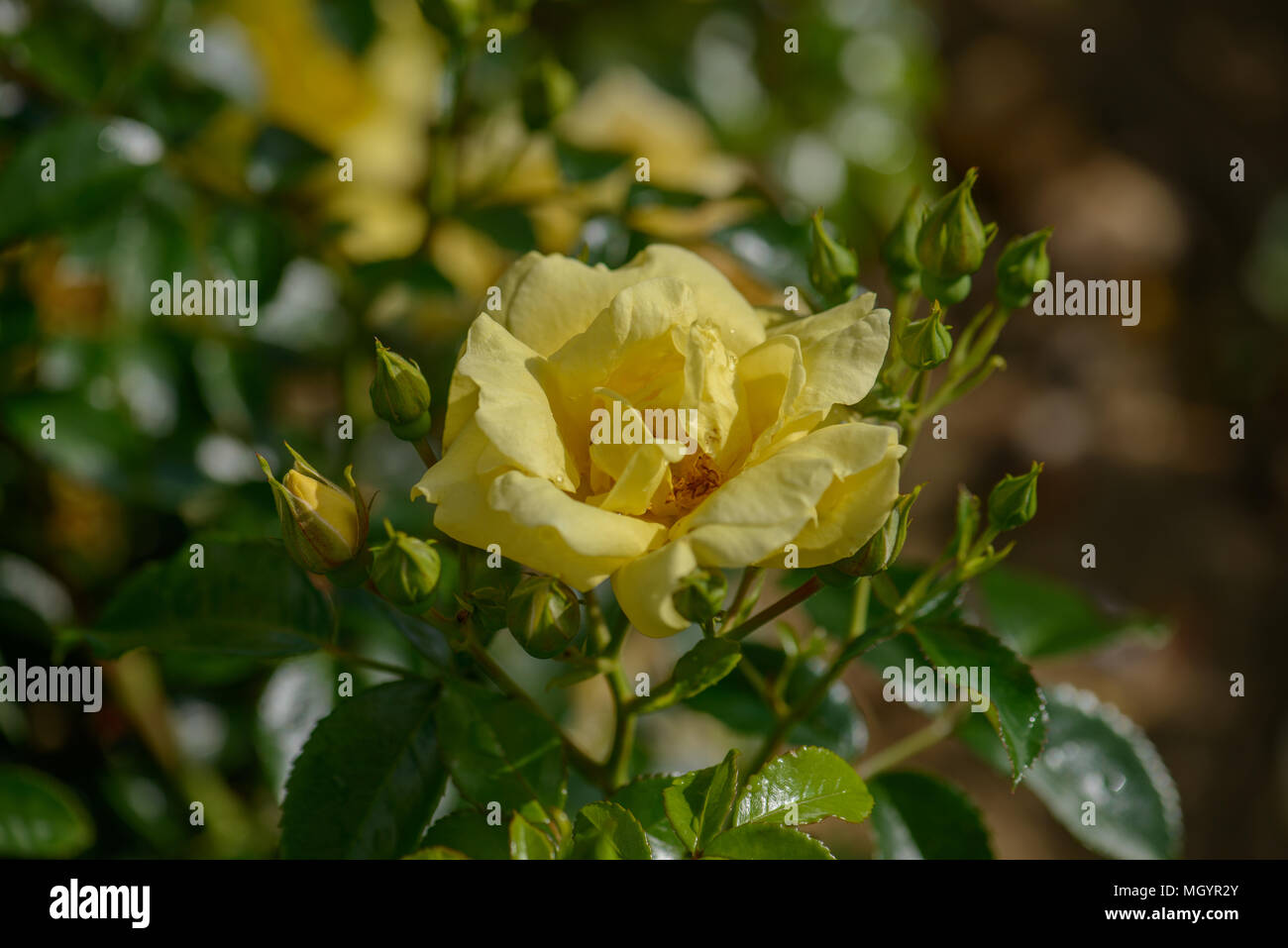 Rose Flower Carpet Gold Stock Photo Alamy
