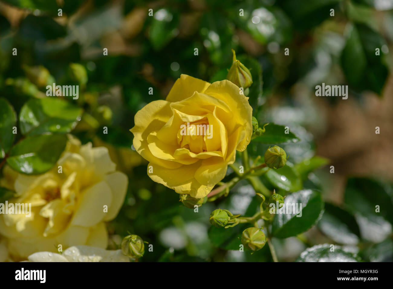Rose Flower Carpet Gold Stock Photo Alamy