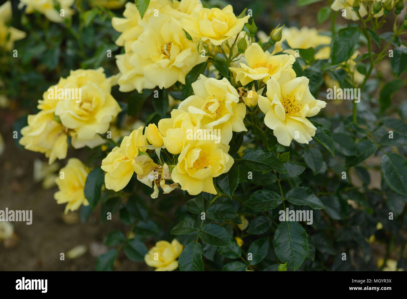 Gold flower carpet hires stock photography and images Alamy