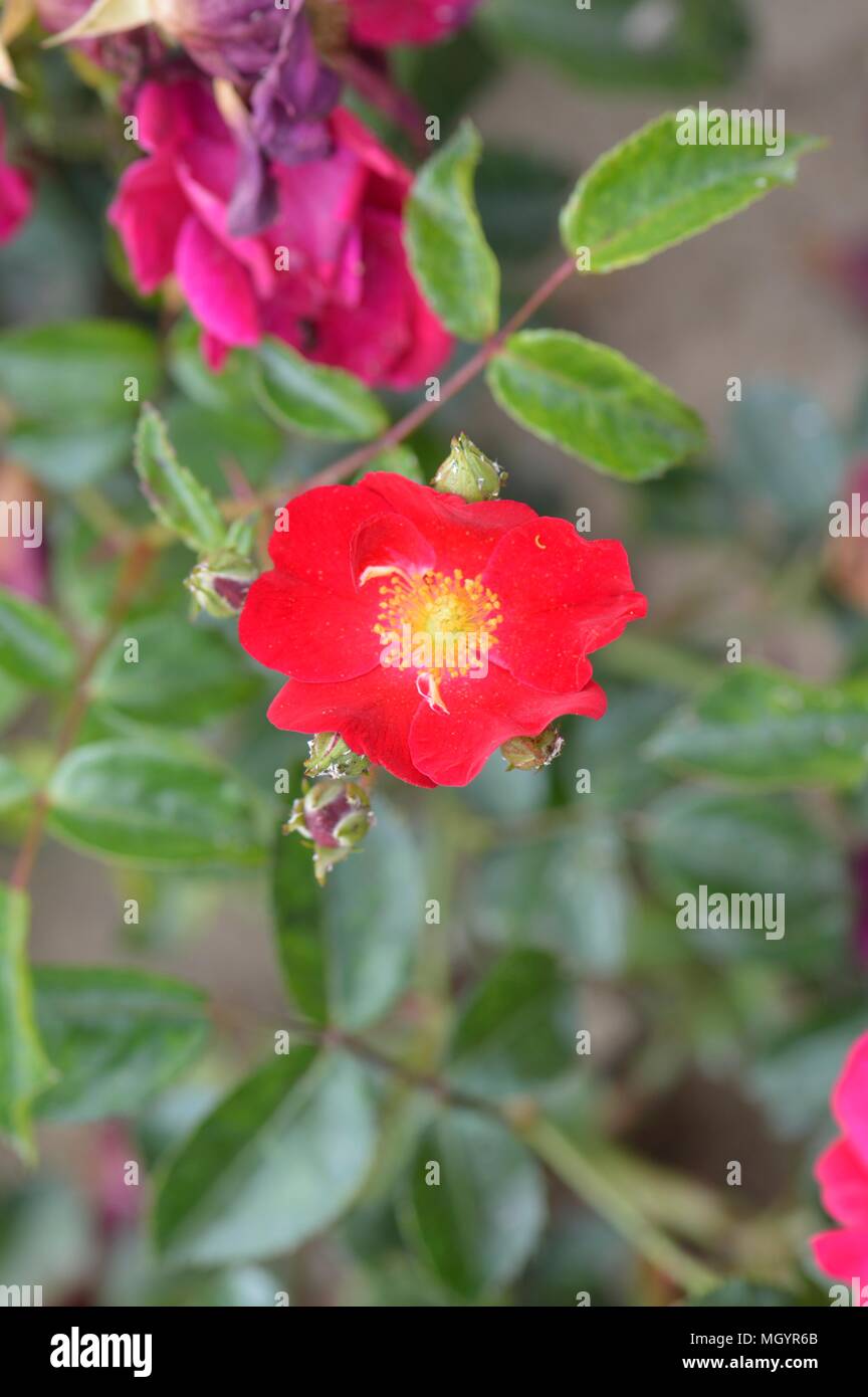 Rose Flower Carpet Red Velvet Stock Photo Alamy