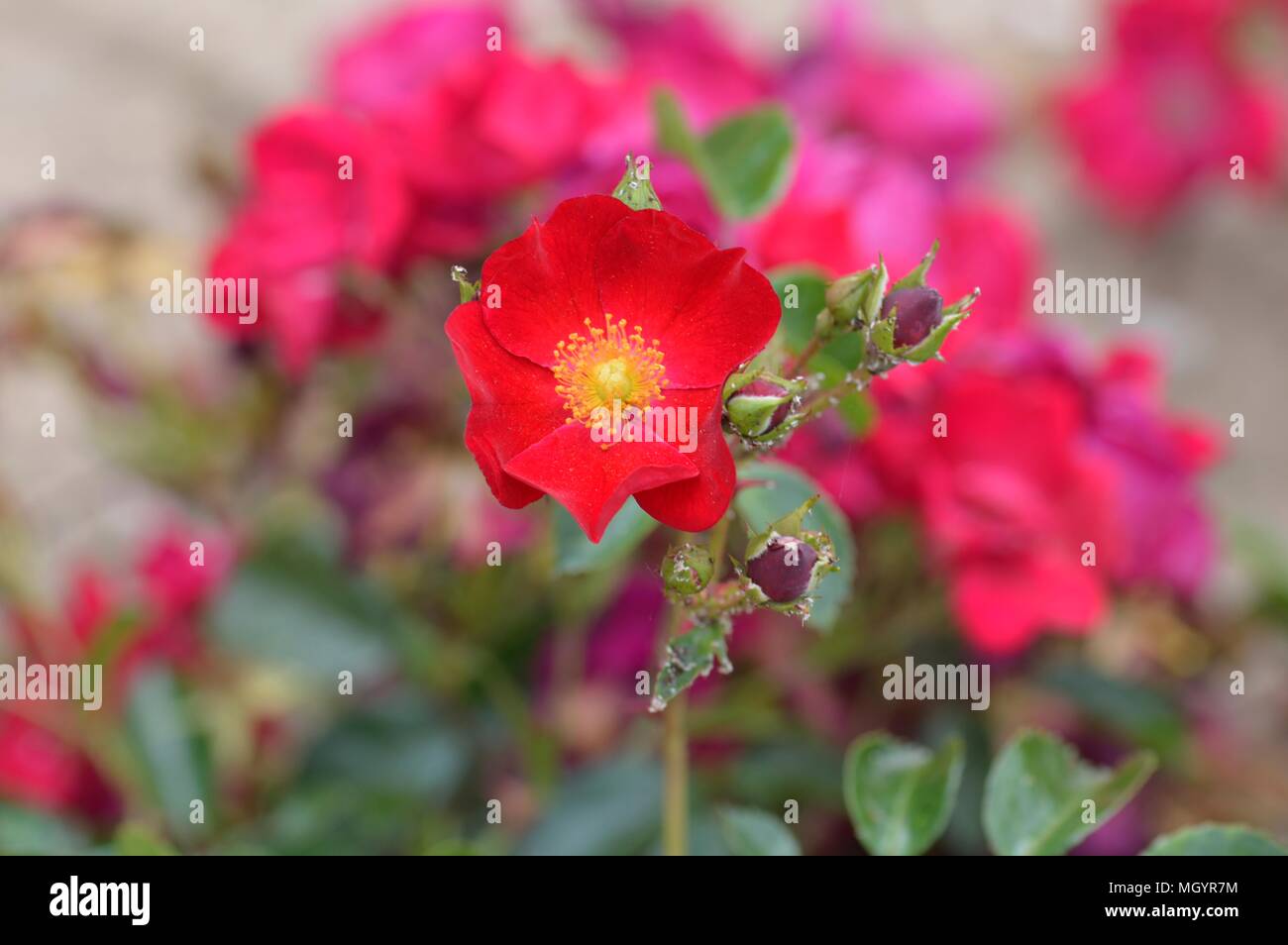 Rose Flower Carpet Red Velvet Stock Photo Alamy