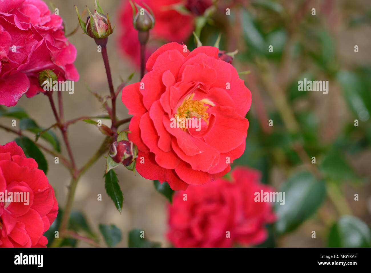 Rose Flower Carpet Ruby Stock Photo Alamy