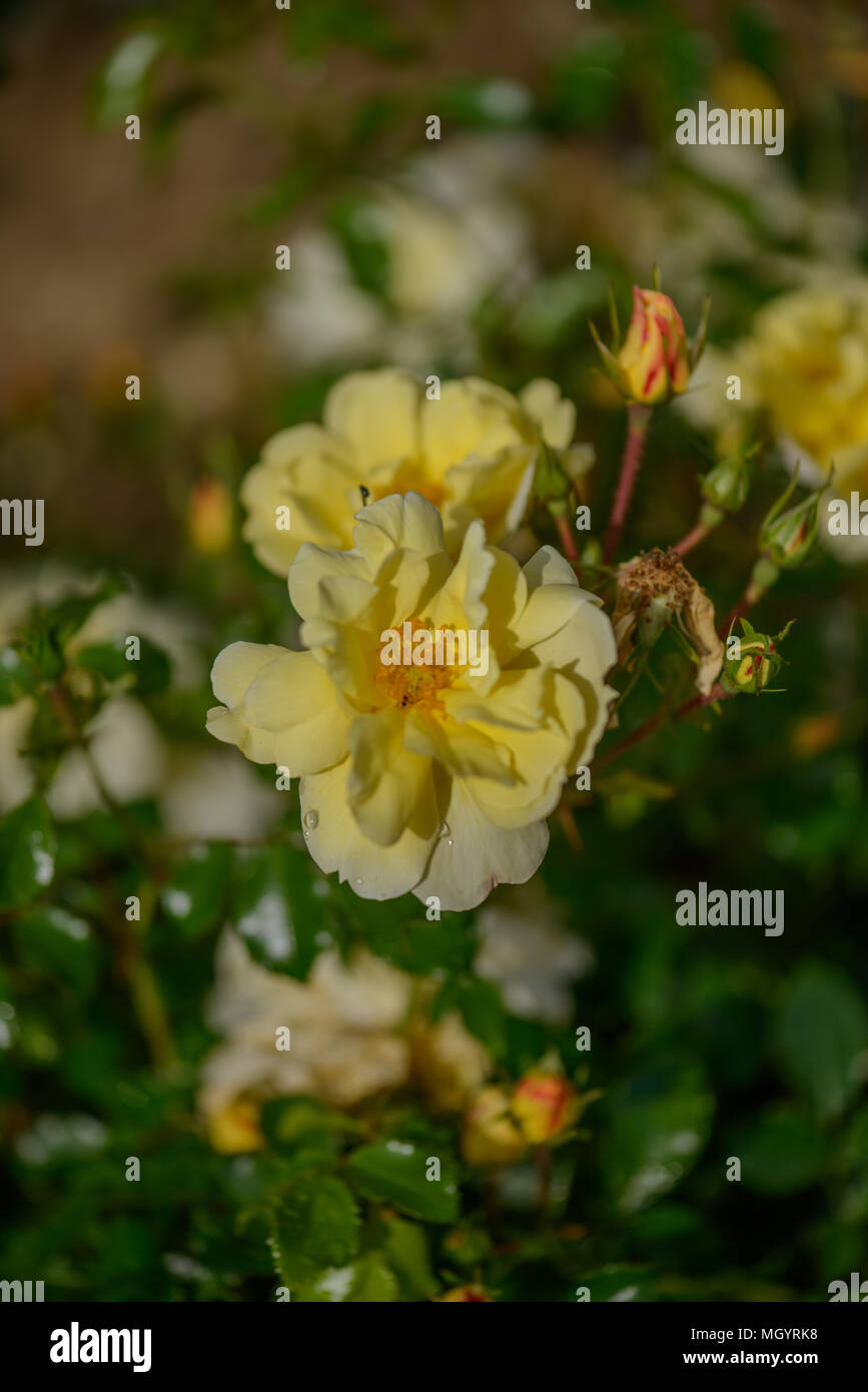 Rose Flower Carpet Yellow Stock Photo Alamy