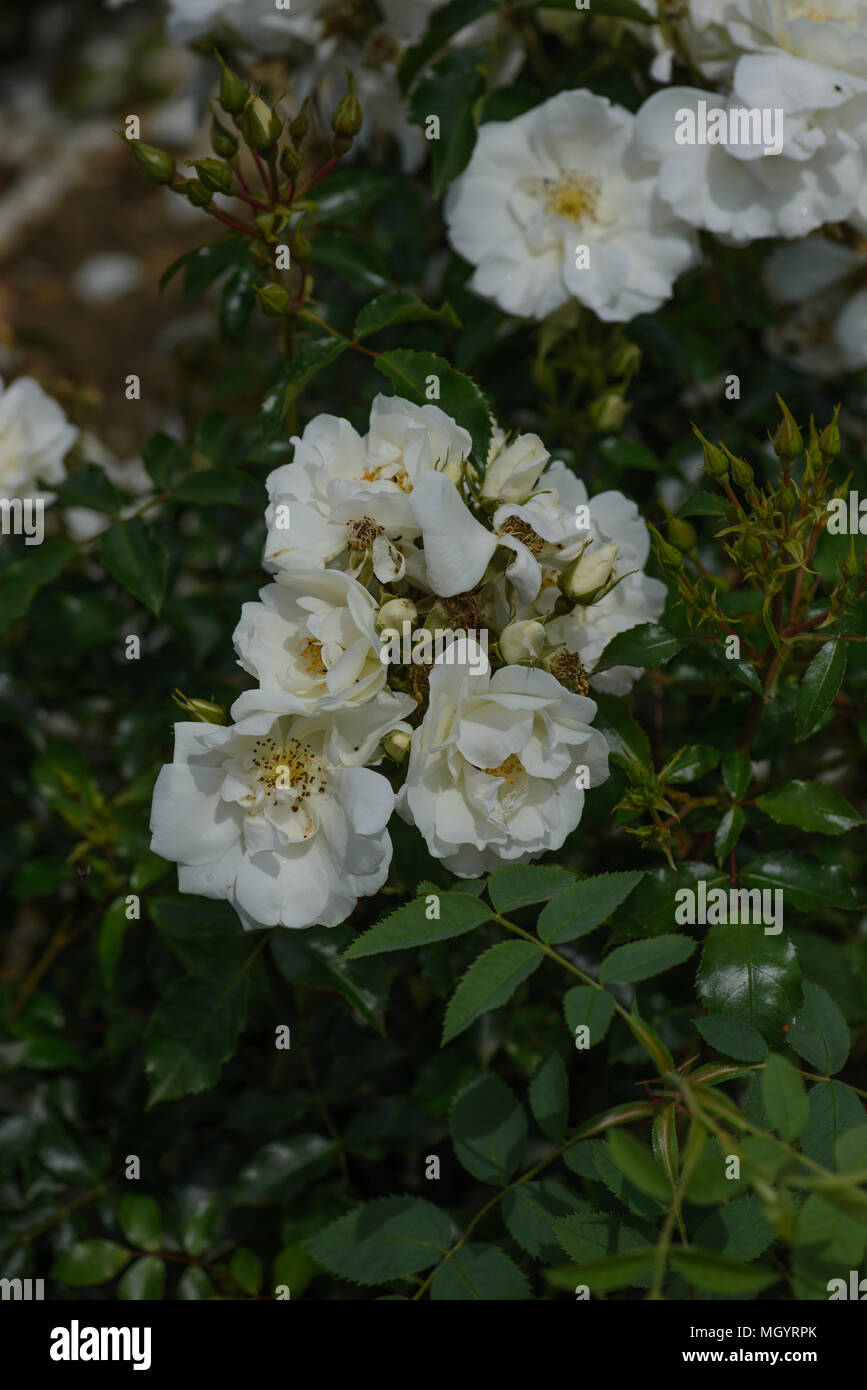 Rose Flower Carpet White Stock Photo Alamy