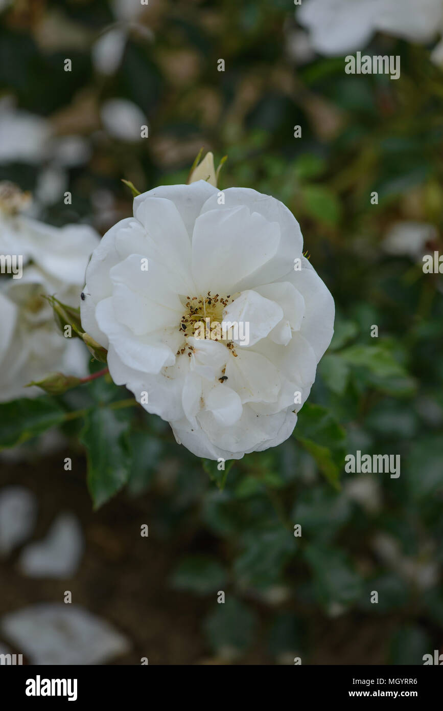 Rose Flower Carpet White Stock Photo Alamy