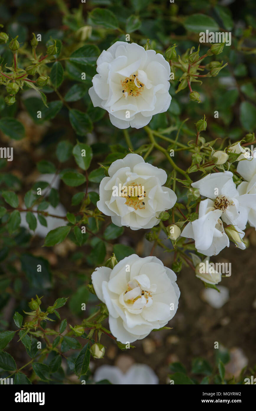 Rose Flower Carpet White Stock Photo Alamy