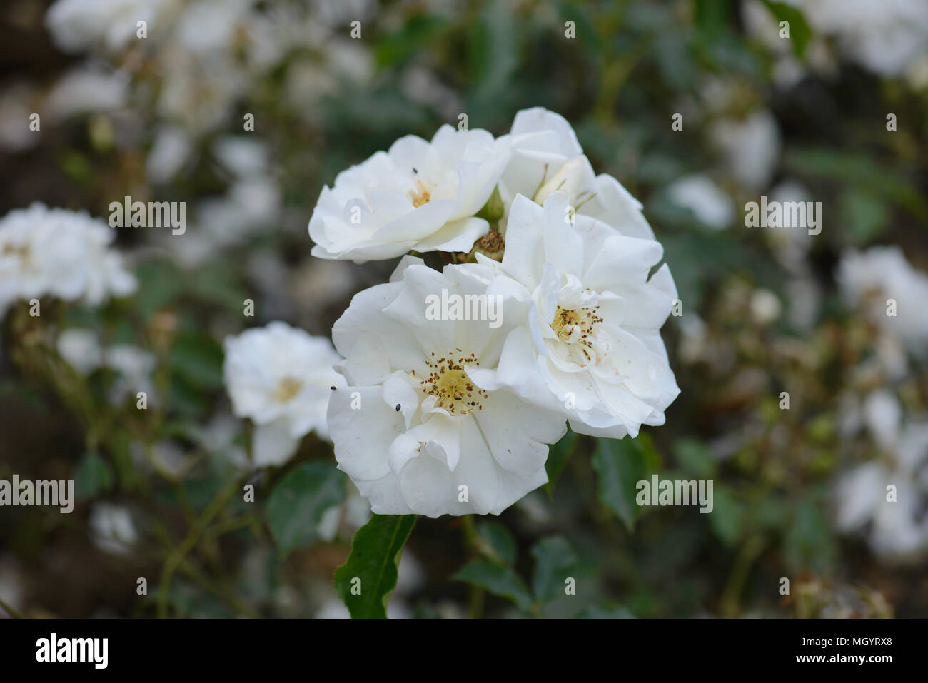 Rose Flower Carpet White Stock Photo Alamy