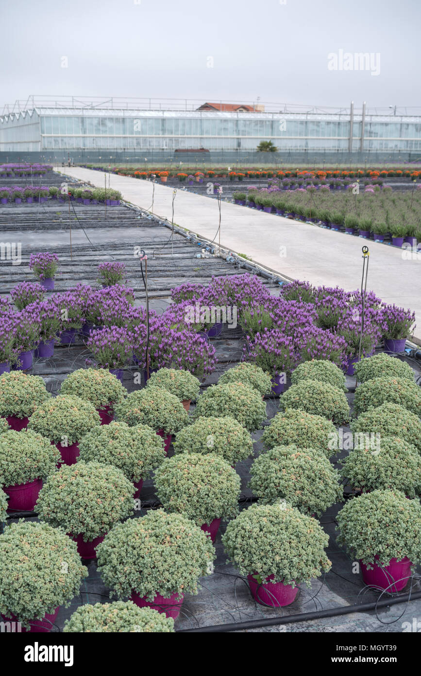 Commercial plants growing in greenhouse Stock Photo Alamy