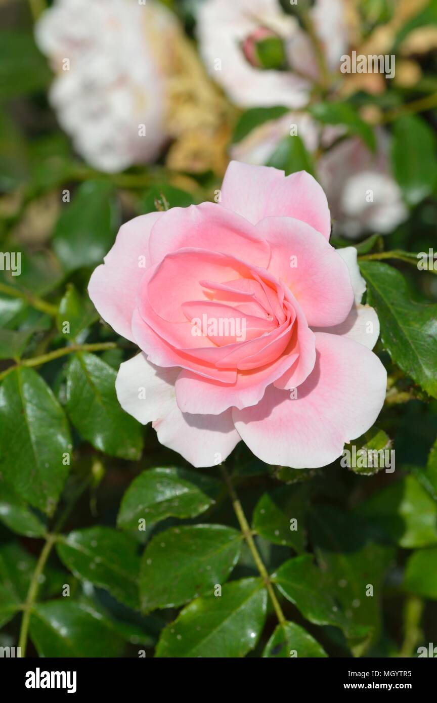 Rose Friends Forever Stock Photo Alamy