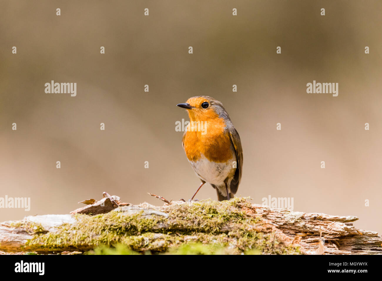 A robin foraging in woodlands in mid Wales in springtime Stock Photo
