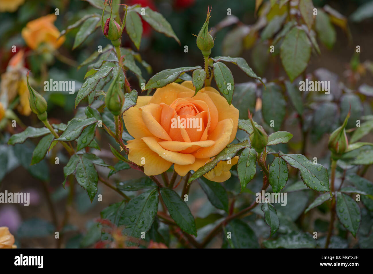 Rosa golden beauty hi-res stock photography and images - Alamy