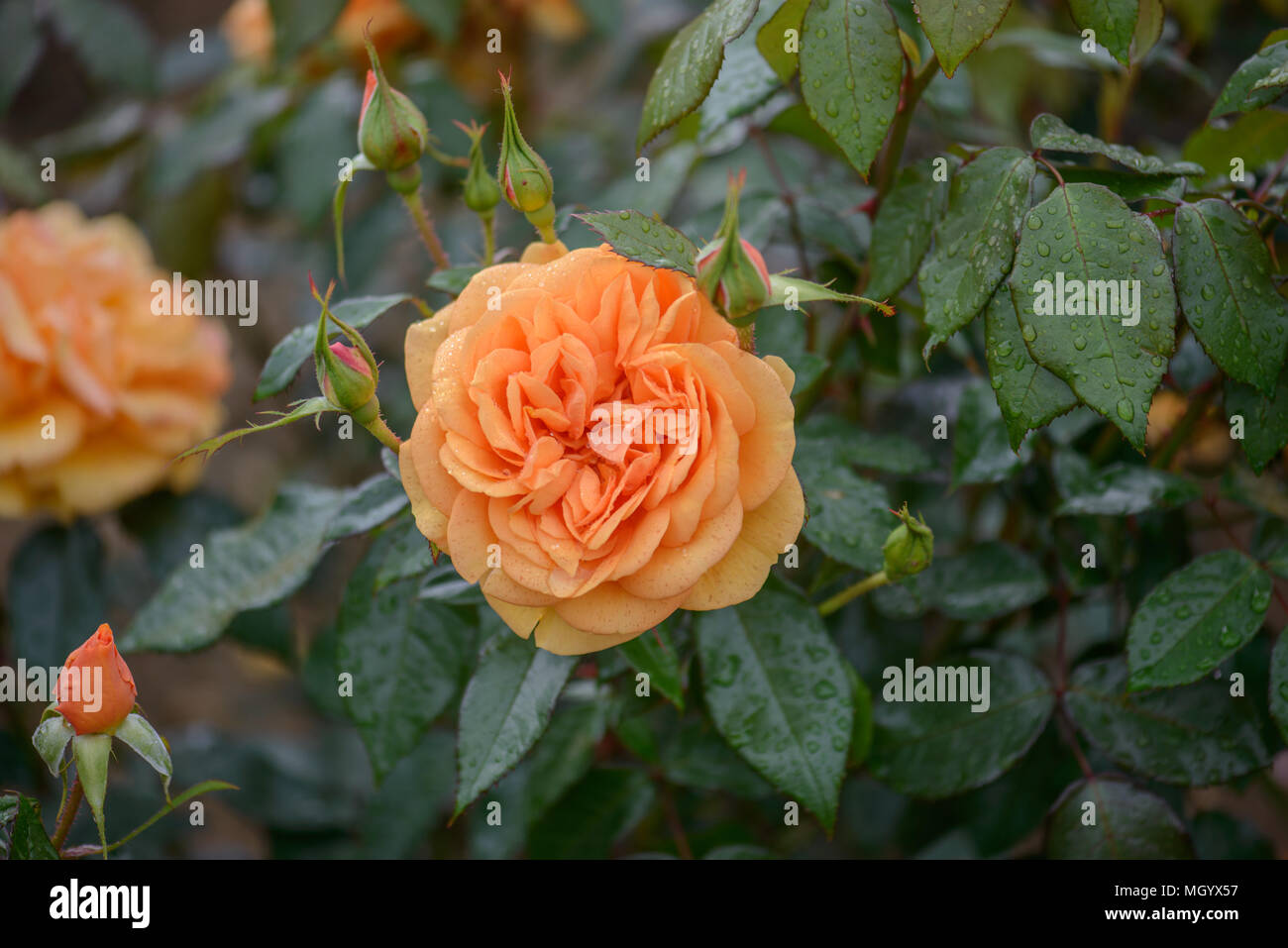 Rosa golden beauty hi-res stock photography and images - Alamy