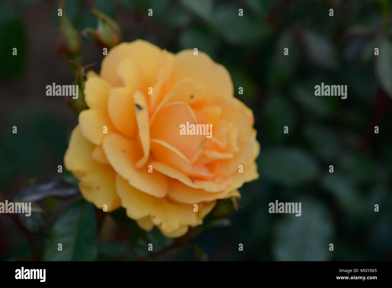 Rose Golden Beauty Stock Photo