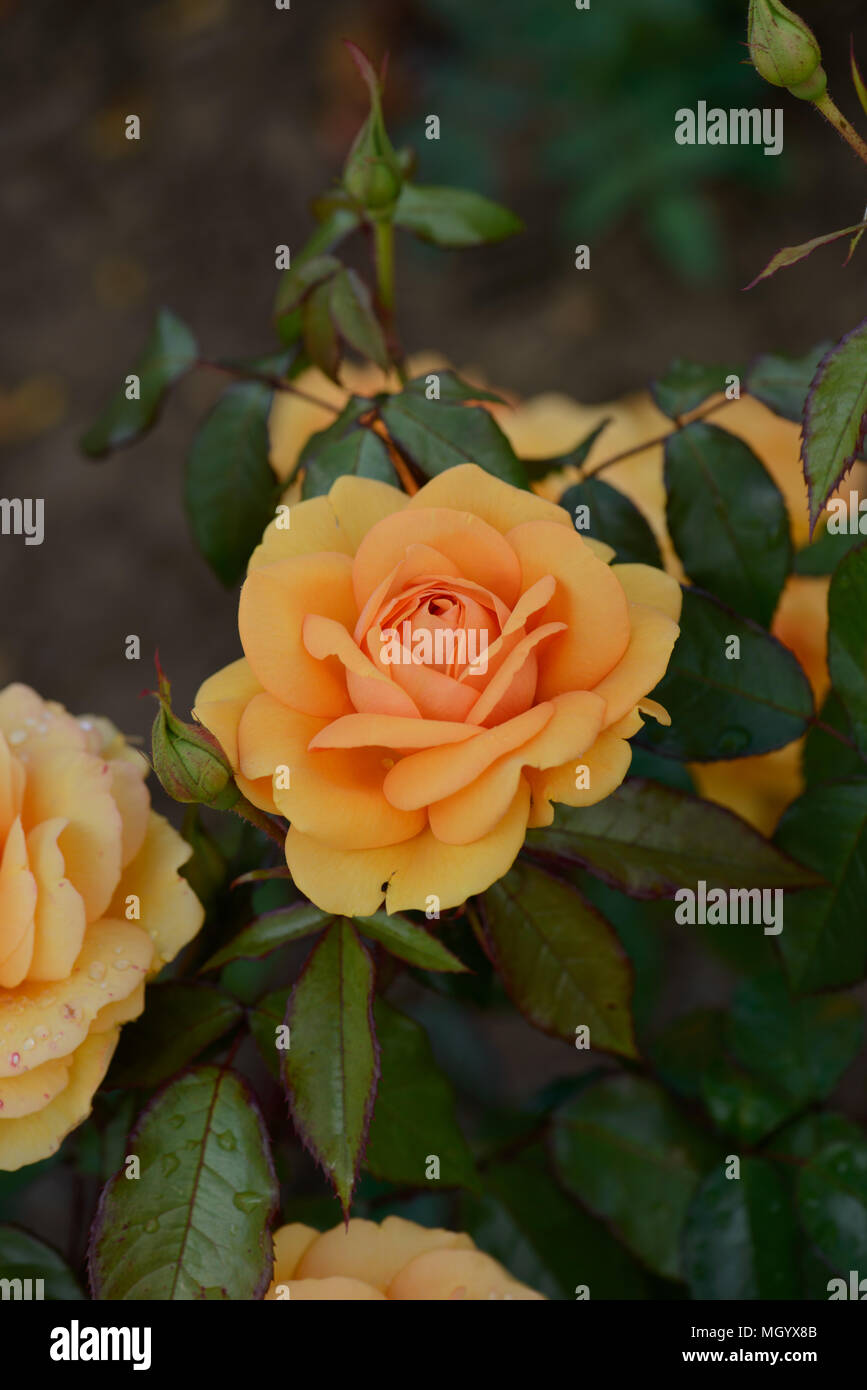 Rosa jasmina hi-res stock photography and images - Alamy