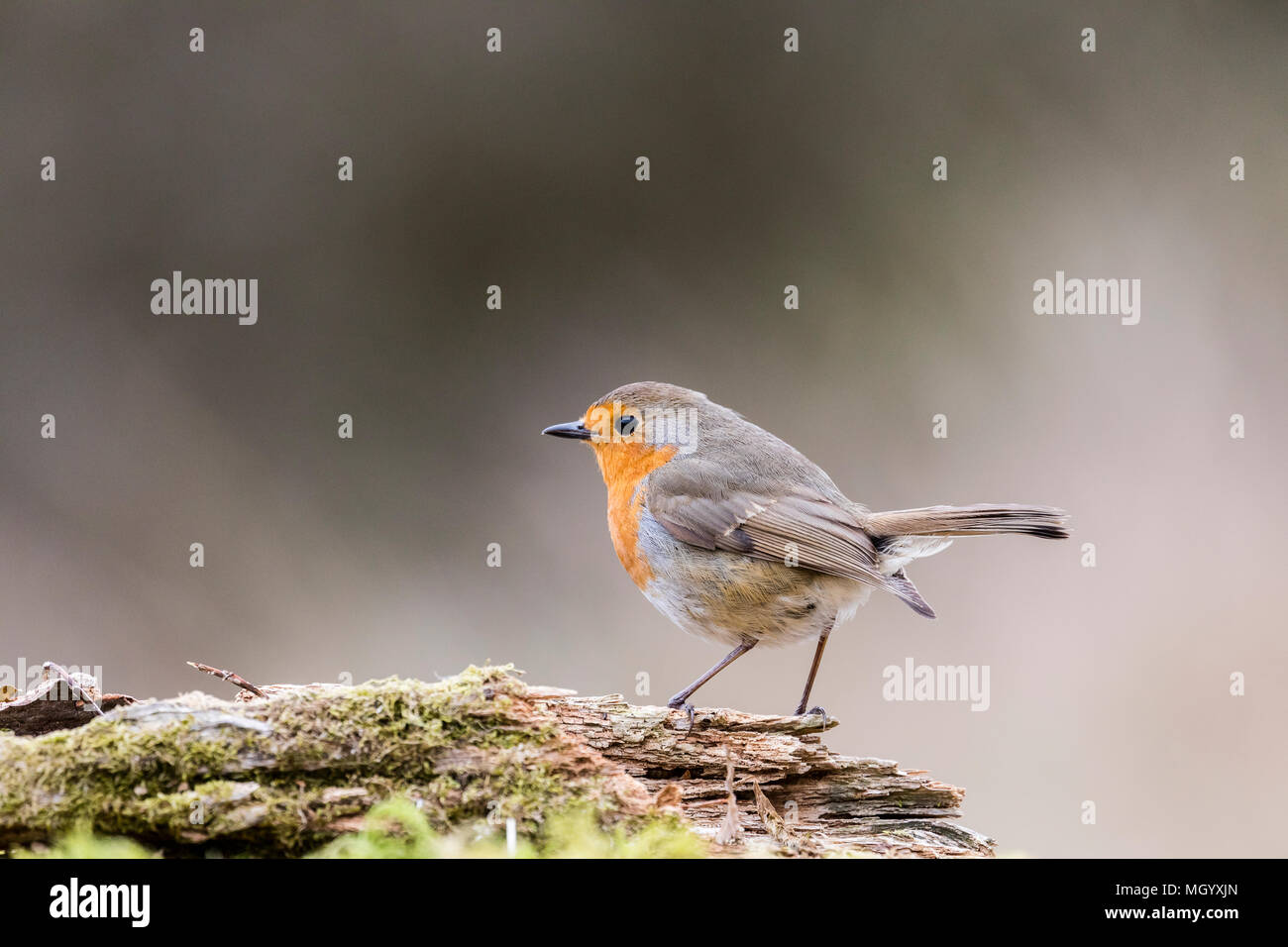 A robin foraging in woodlands in mid Wales in springtime Stock Photo