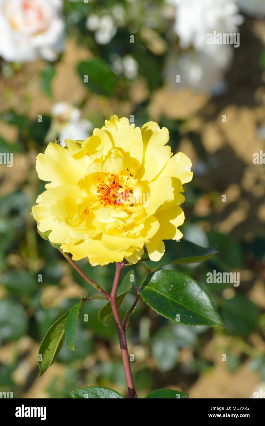 Golden showers rosa hi-res stock photography and images - Alamy