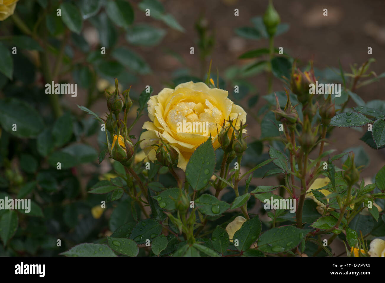 Rosa golden wedding hi-res stock photography and images - Alamy