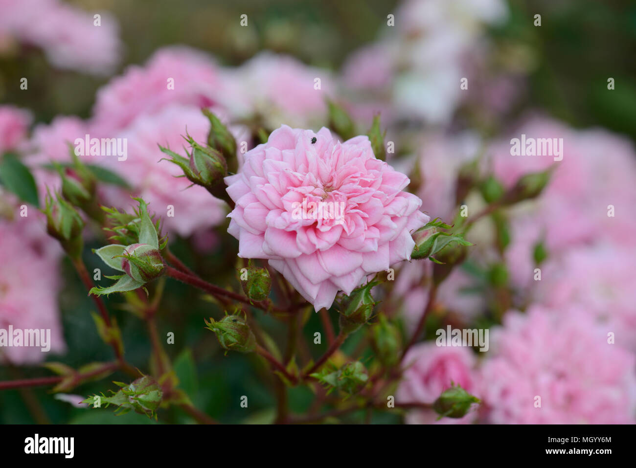 Rose Graciously Pink Stock Photo - Alamy