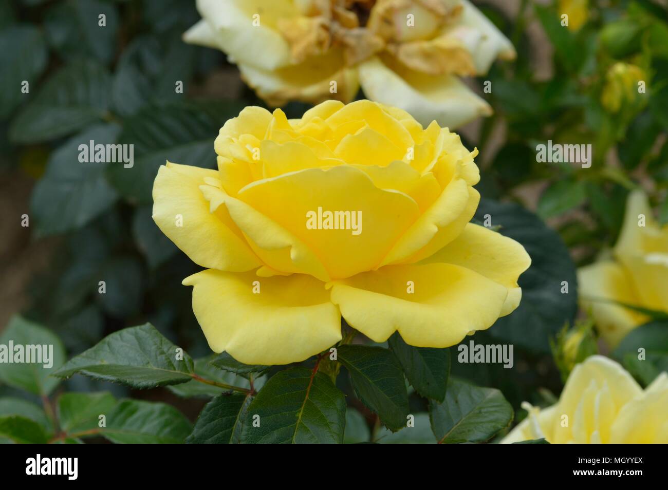 Rose Guys Gold Stock Photo Alamy