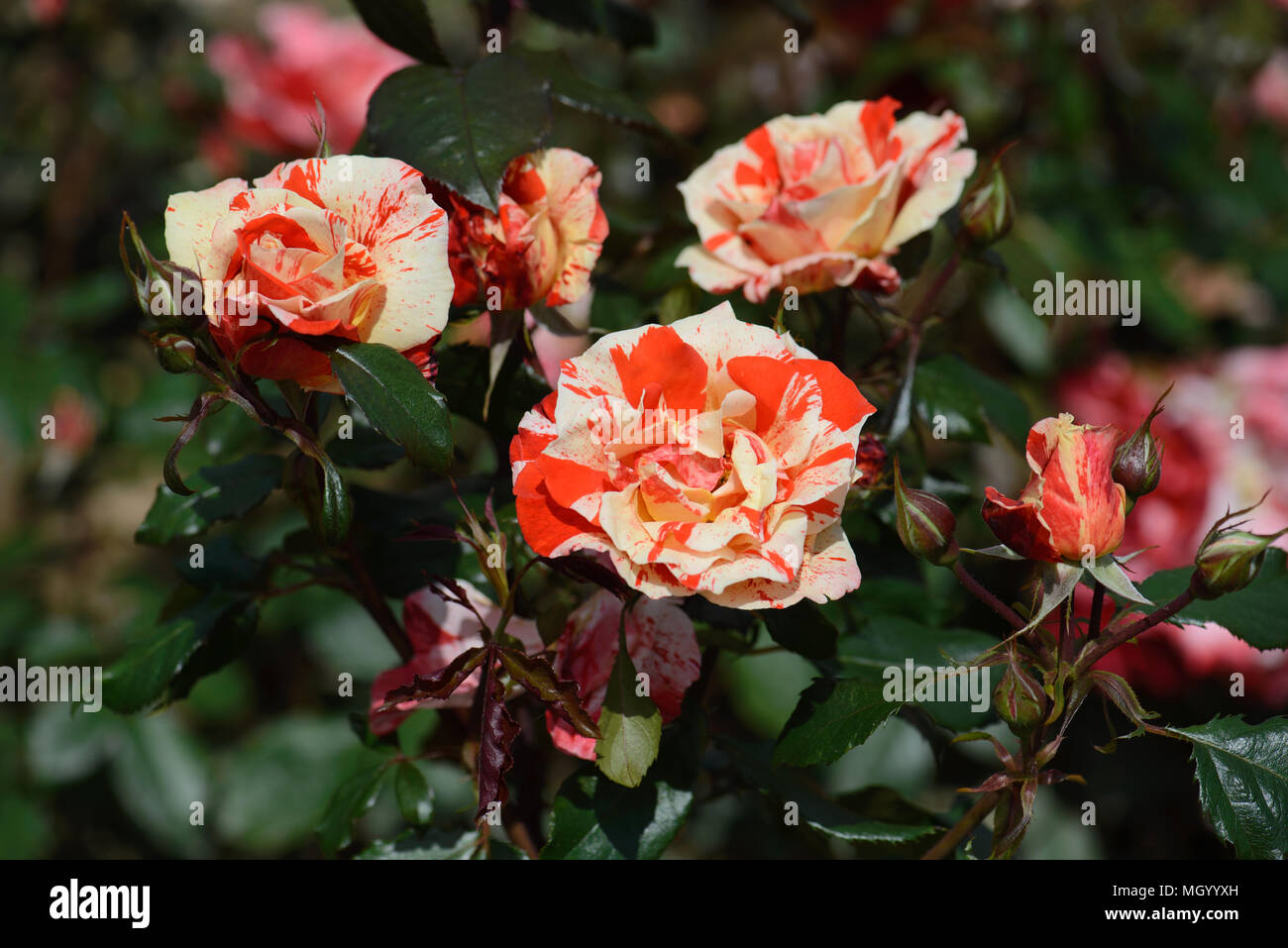 Rose Hankey Panky Stock Photo