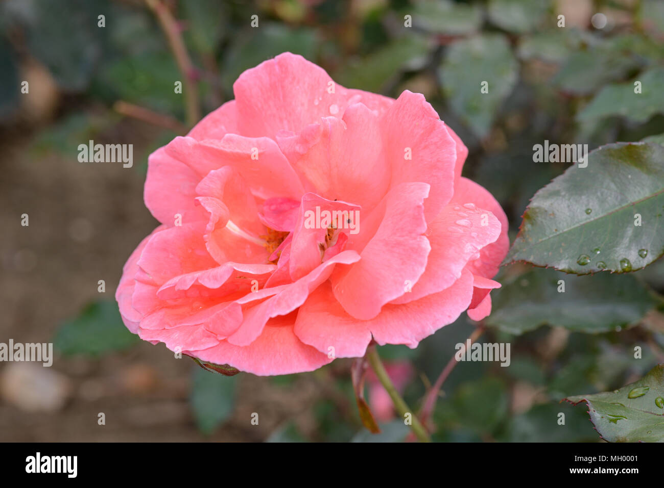 Rose Happy Anniversary Stock Photo - Alamy